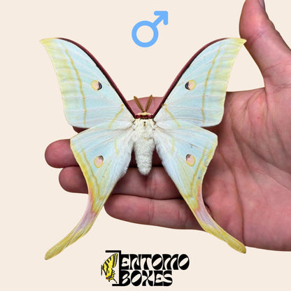 actias selene male pinned moth