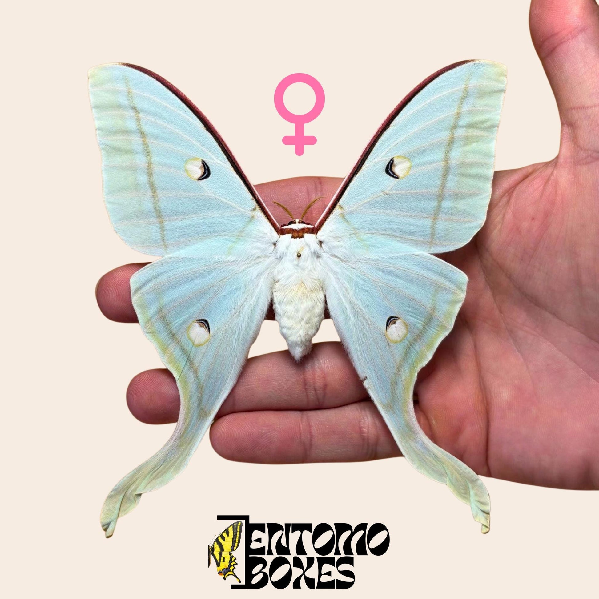 actias selene female pinned moth