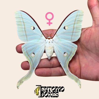 actias selene female pinned moth