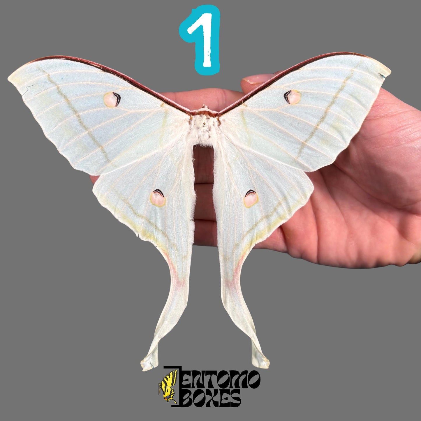 actias selene female pinned moth