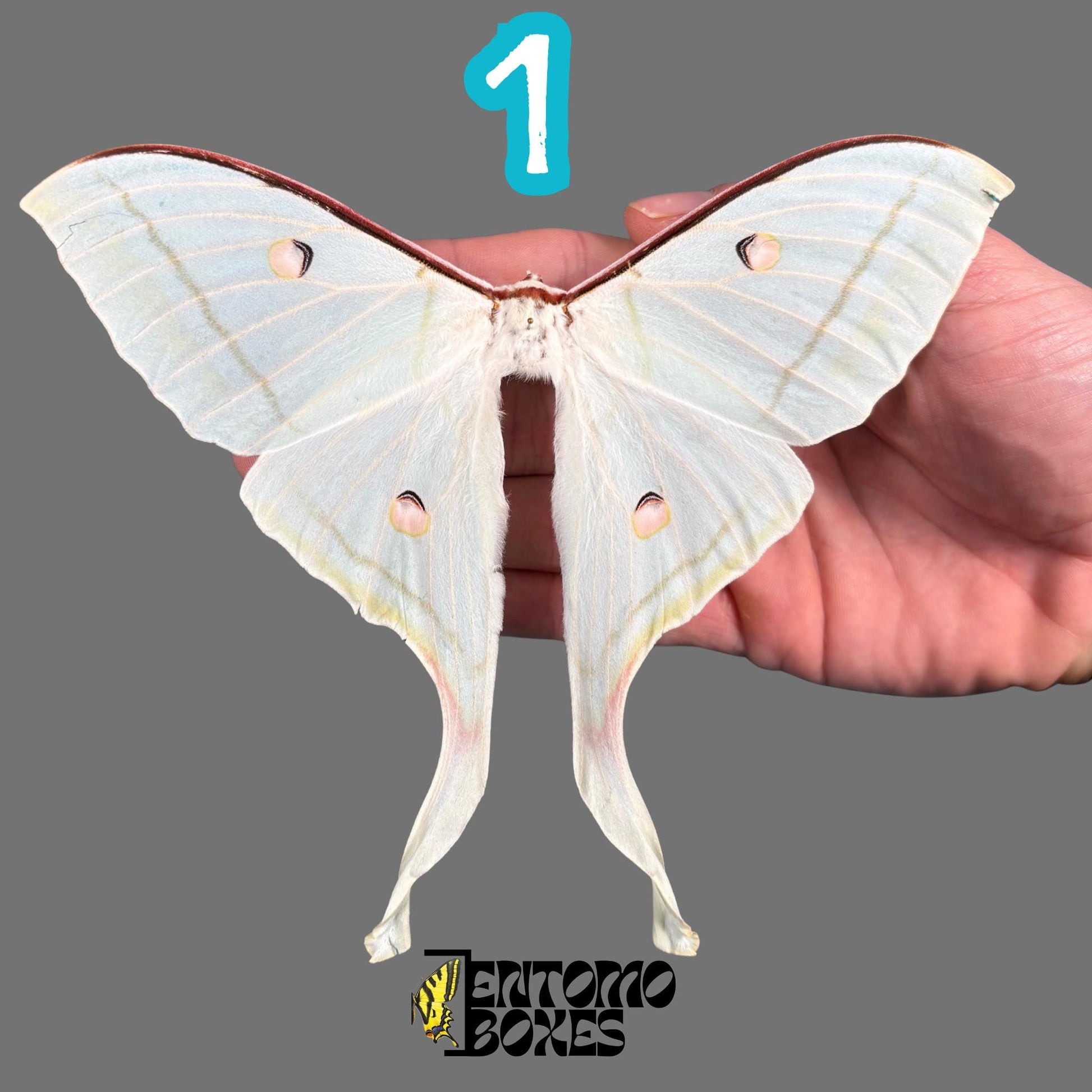 actias selene female pinned moth