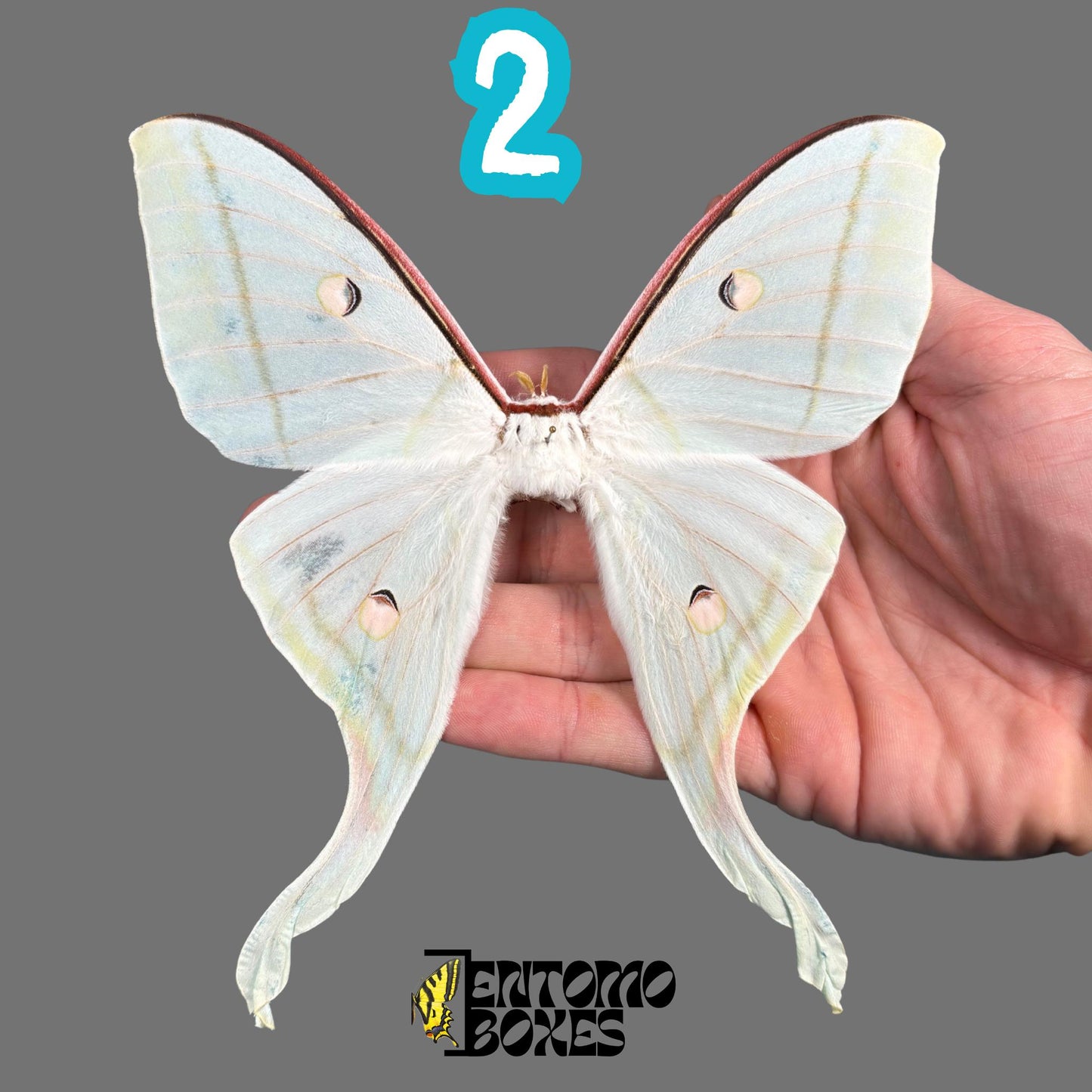 actias selene female pinned moth