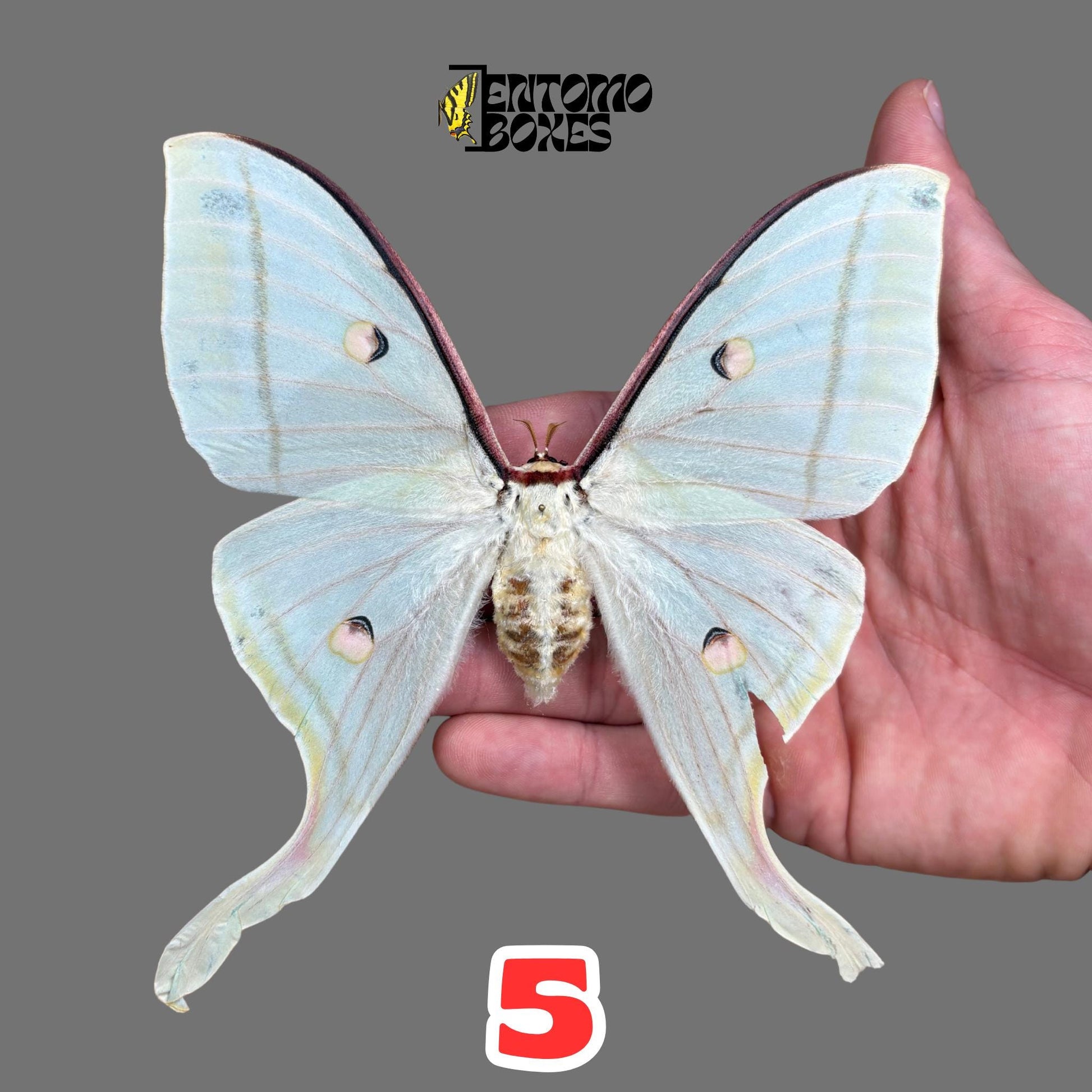 actias selene female pinned moth