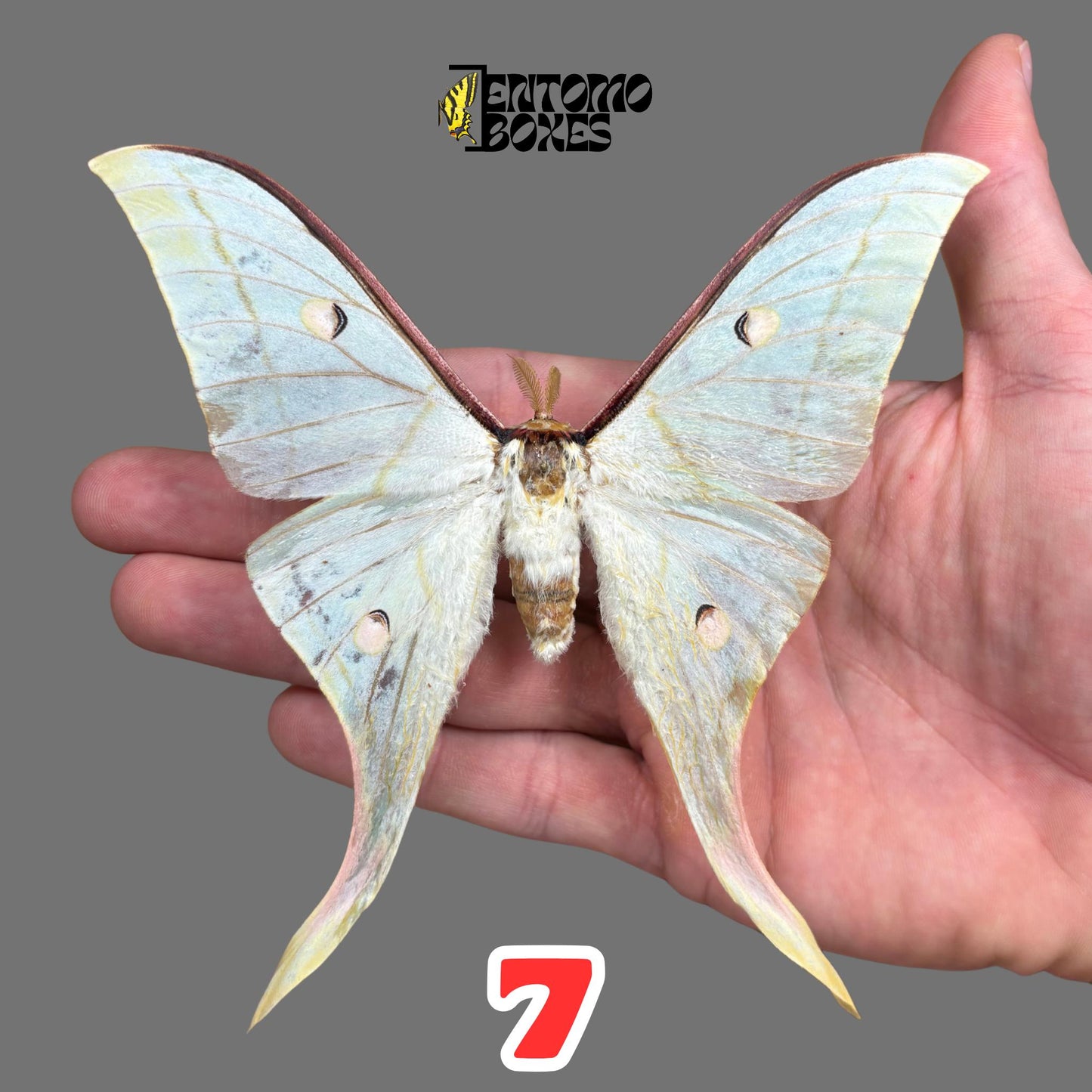 actias selene male pinned moth