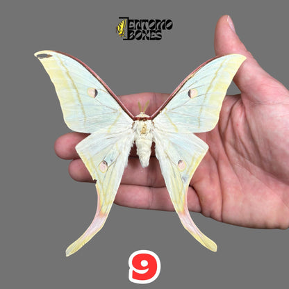 actias selene male pinned moth