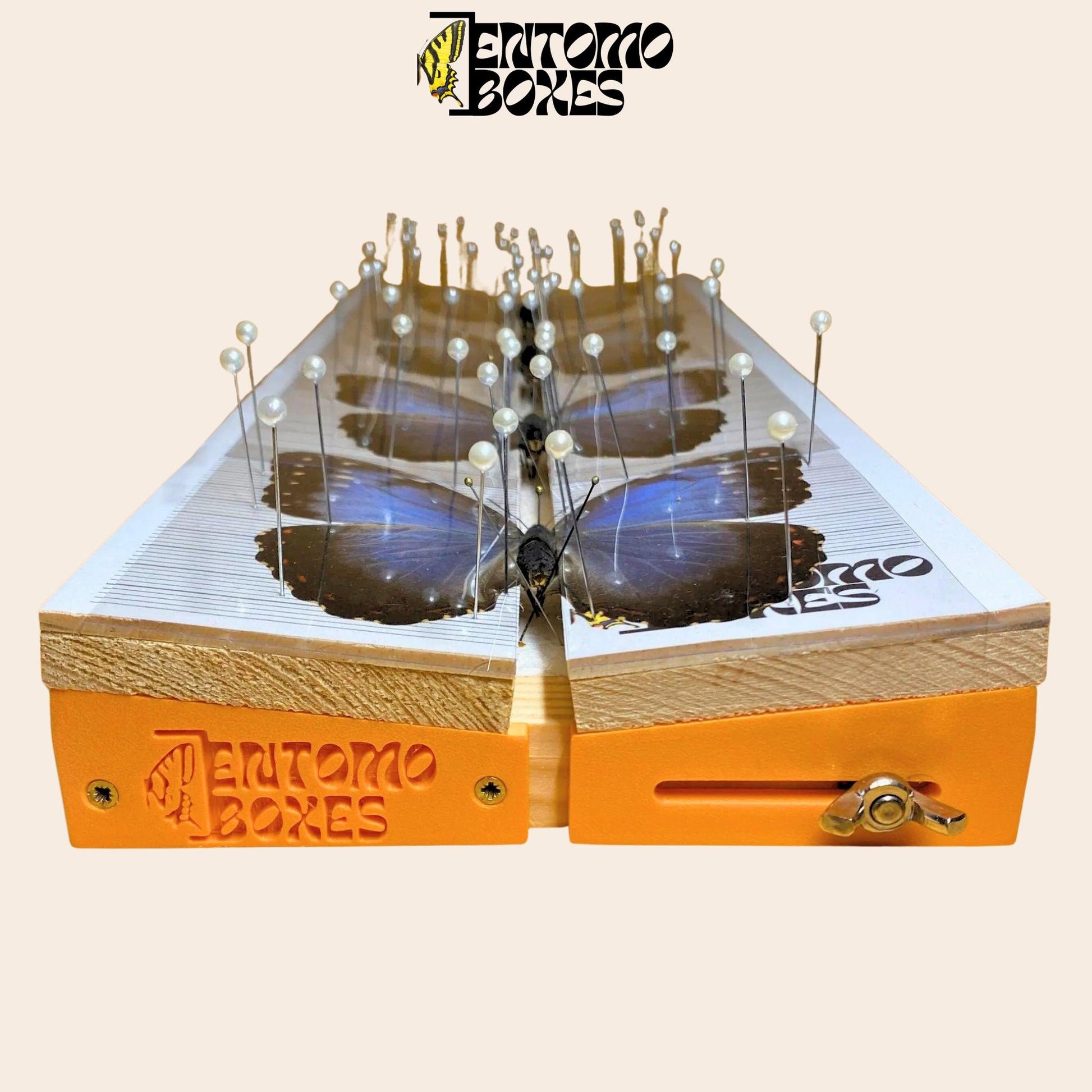 adjustable butterfly pinning board from entomoboxes with blue morpho butterflies on it