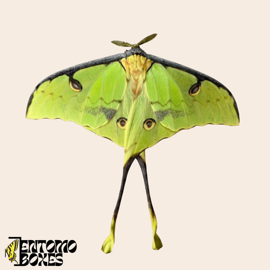 argema mimosae male moth