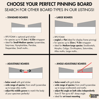 Angle Adjustable pinning board butterflies moths taxidermy entomology art