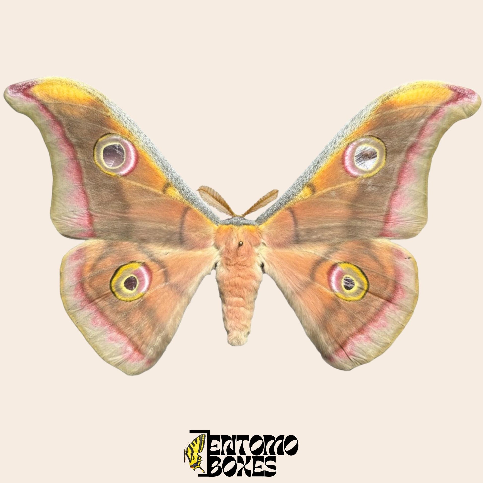 Antheraea mylitta pinned male