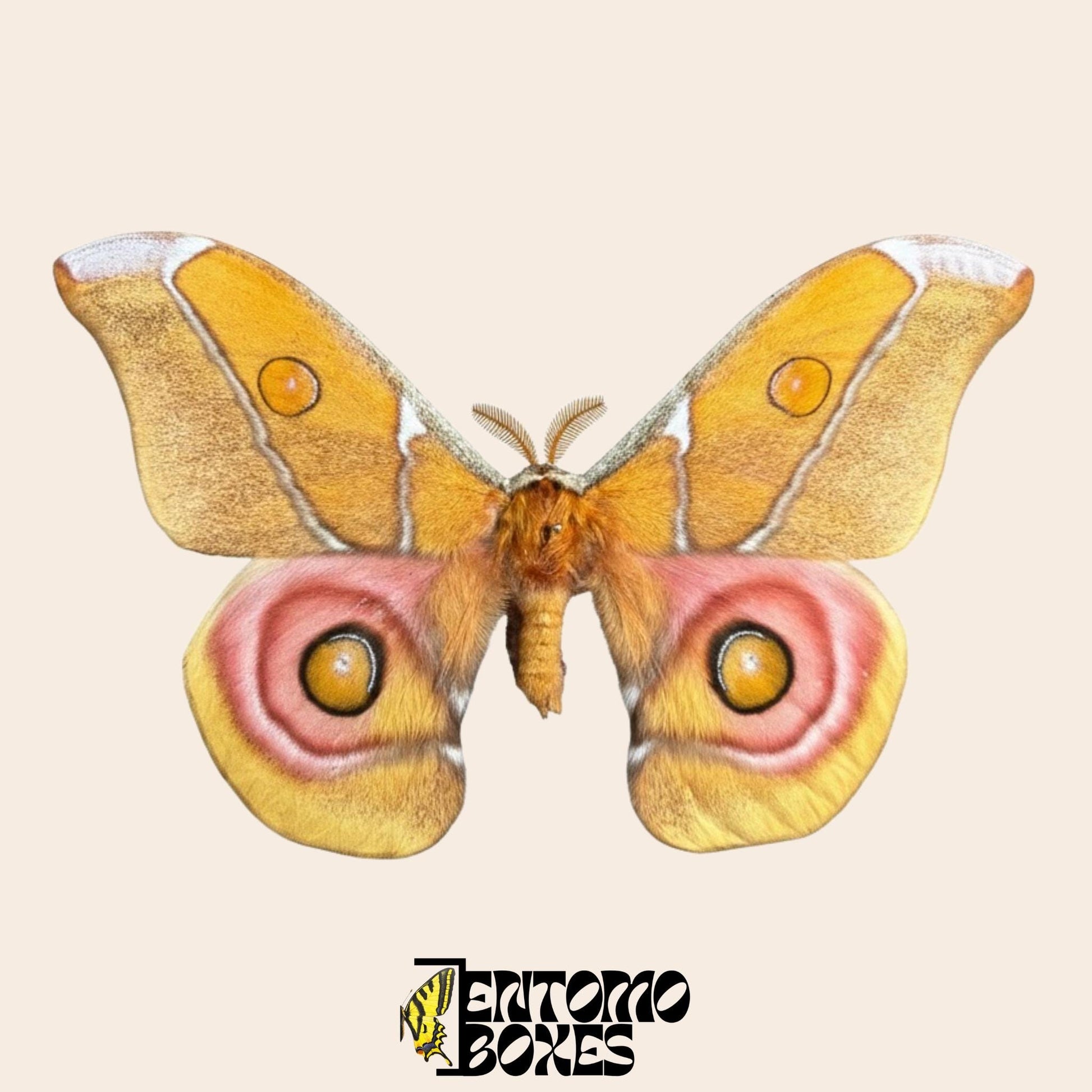 antherina suraka pinned wings male moth