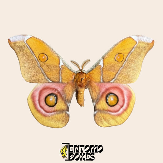 antherina suraka pinned wings male moth