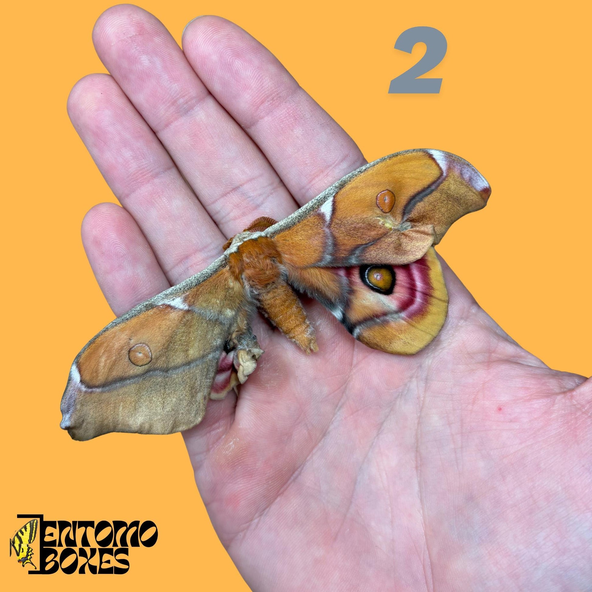 Antherina suraka real moth specimen for entomology taxidermy collection pink