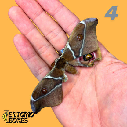 Antherina suraka real moth specimen for entomology taxidermy collection pink