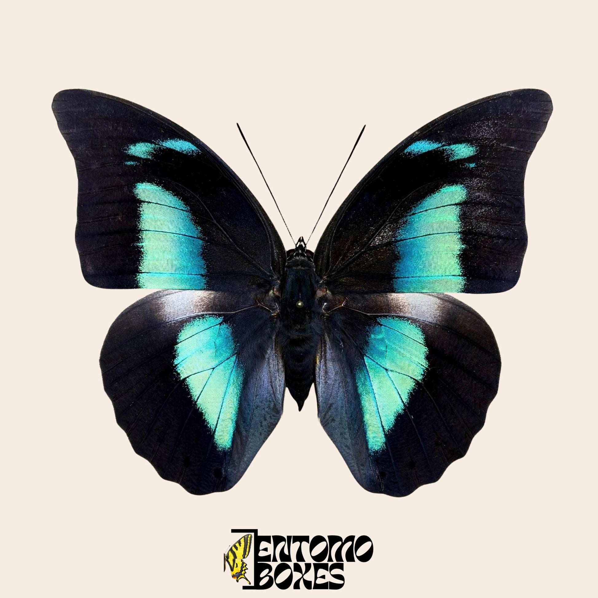Archaeoprepona demophon pinned butterfly