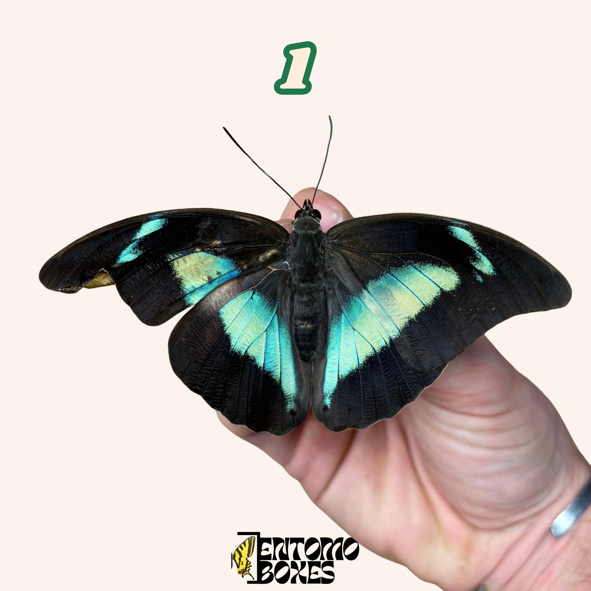 Archaeoprepona demophon pinned butterfly