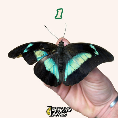 Archaeoprepona demophon pinned butterfly