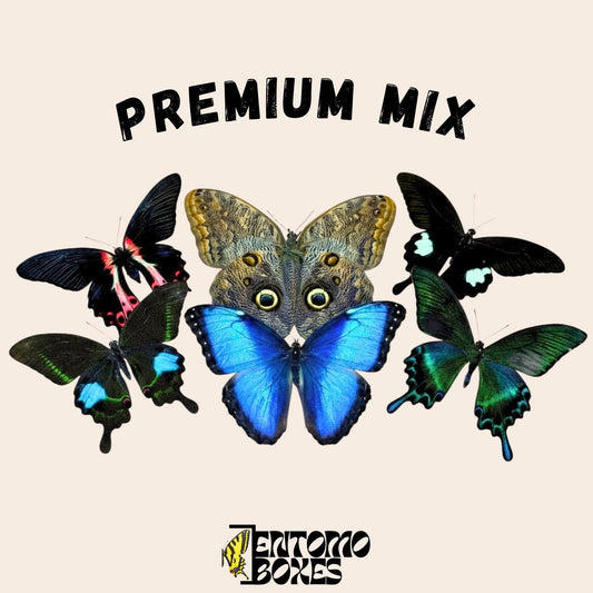 mix of tropical butterflies