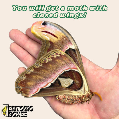 attacus atlas moth female with closed wings
