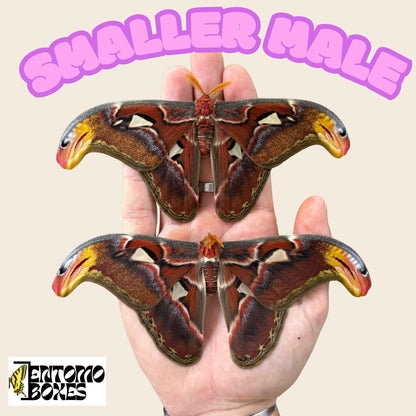 attacus atlas moth small males