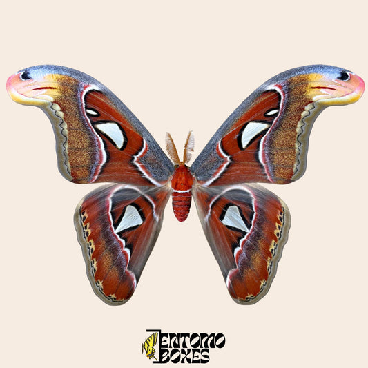attacus atlas pinned male moth