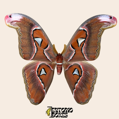 attacus lorquini male pinned moth