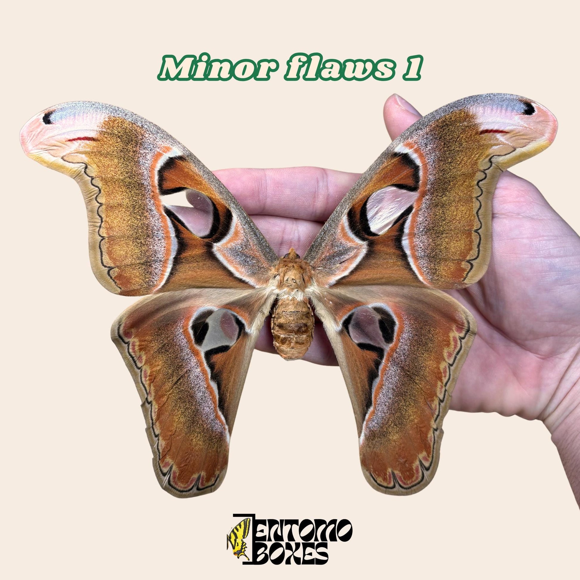 attacus lorquini female pinned moth