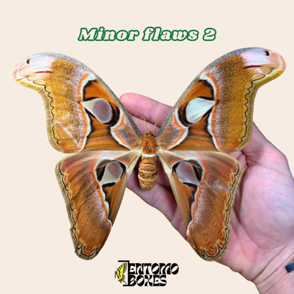 attacus lorquini female pinned moth