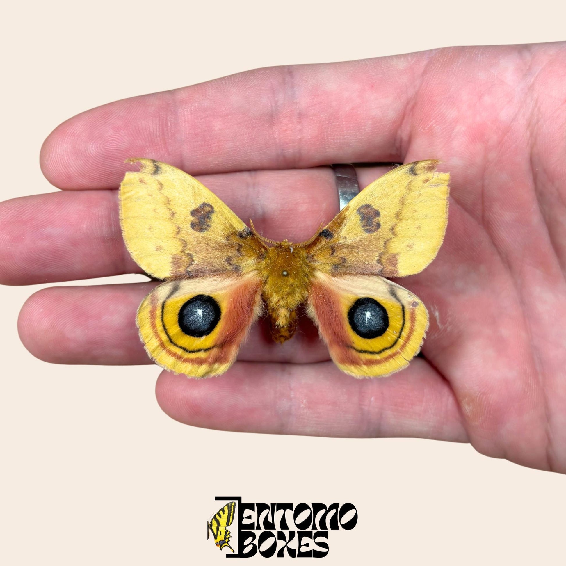 automeris io étalé mâle ailes ouvertes sur hand