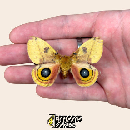 automeris io étalé mâle ailes ouvertes sur hand