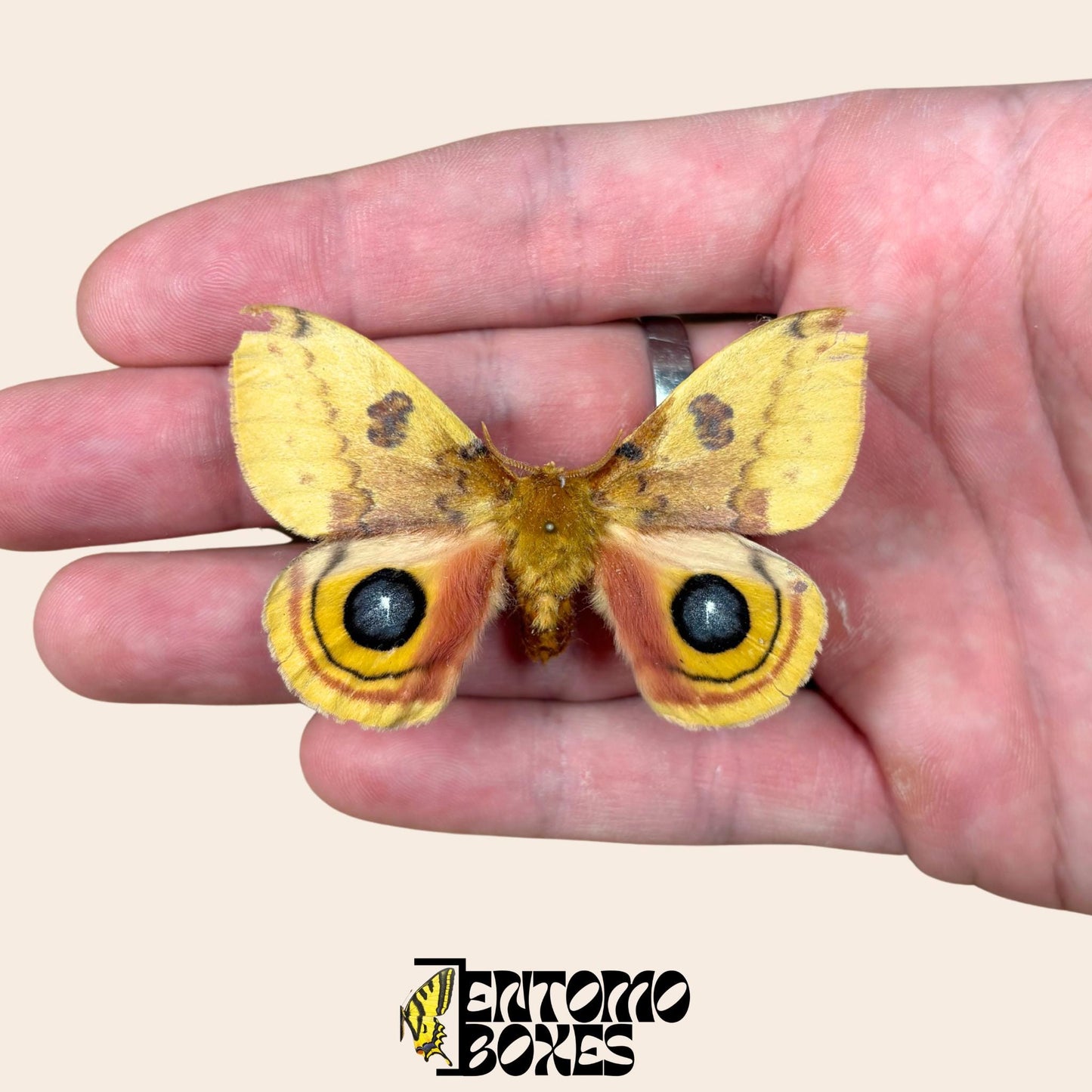 automeris io pinned male with opened wings on hand