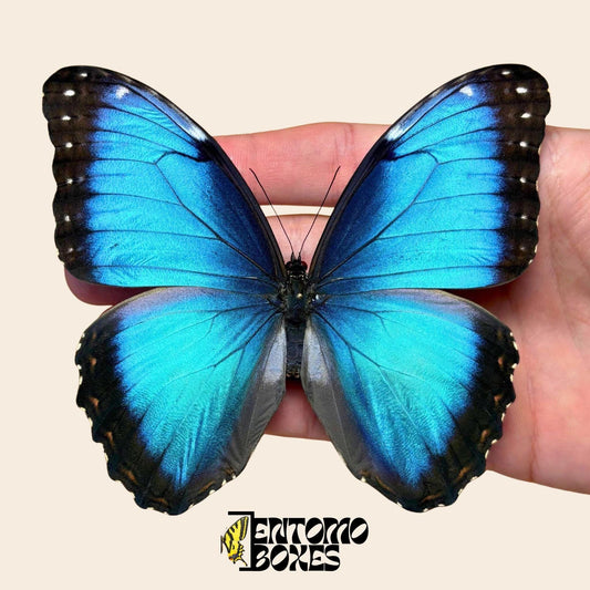blue morpho butterfly male pinned
