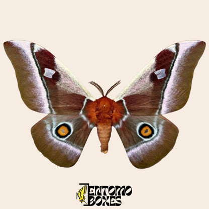 bunaea alcinoe pinned male moth