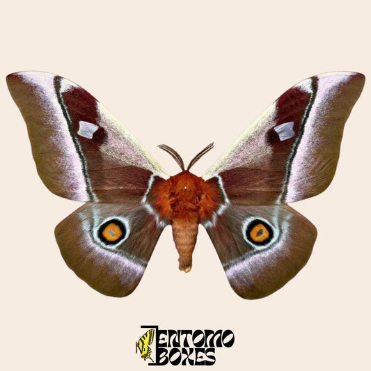 bunaea alcinoe pinned male moth