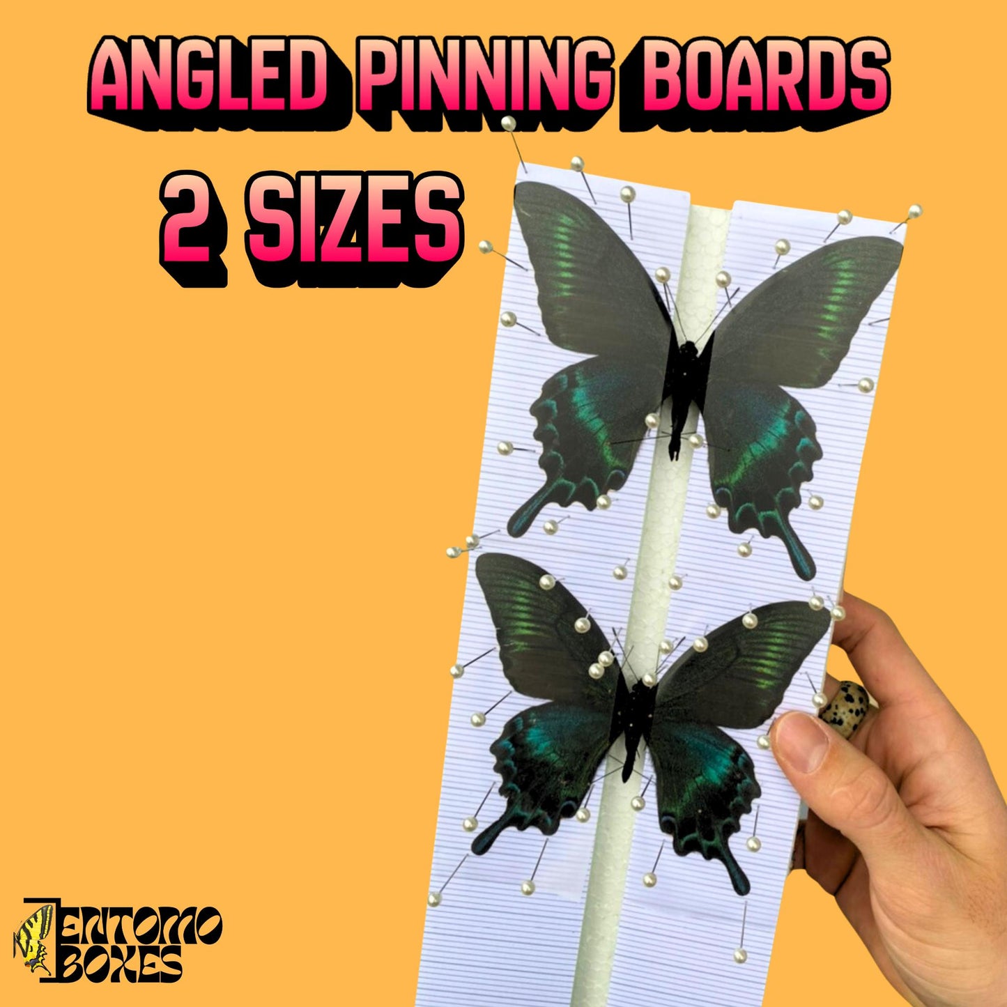 butterfly pinning kitpapilio maackii butterflies on entomoboxes pinning board