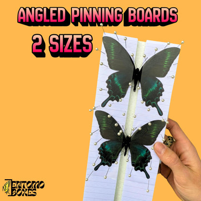 butterfly pinning kitpapilio maackii butterflies on entomoboxes pinning board