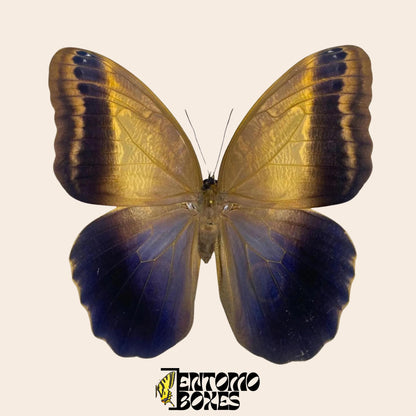 caligo memnon pinned butterfly