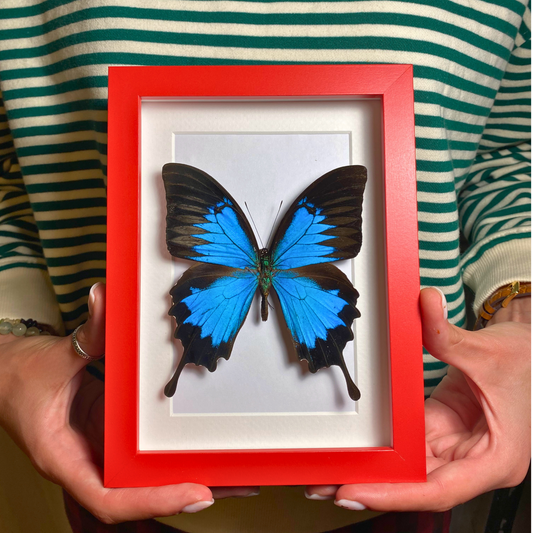 papilio ulysses in frame