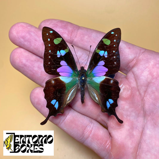 Graphium weiskei