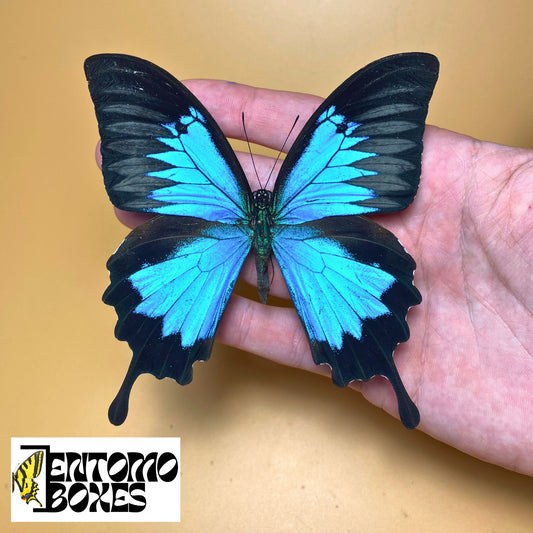 Papilio ulysses