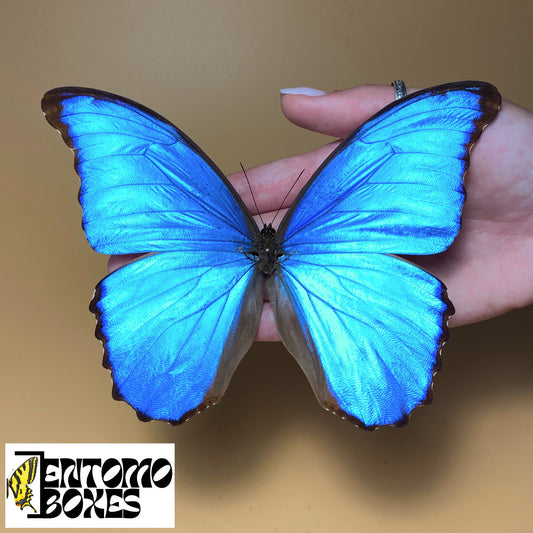 Morpho didius for sale