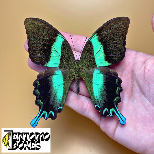 Papilio blumei