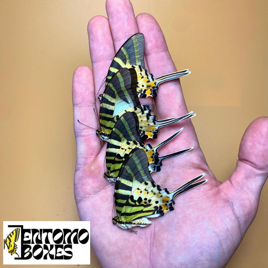 Graphium antiphates