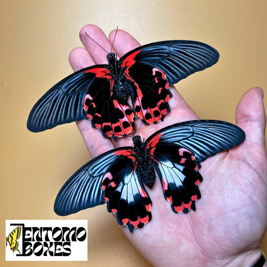 Papilio rumanzovia