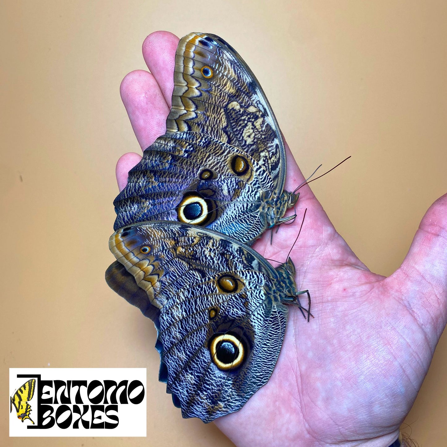 Papillon hibou
