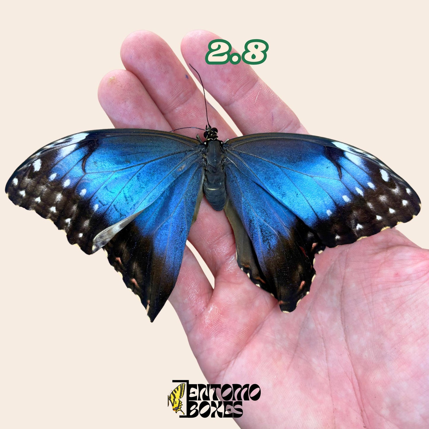 DEFECTED blue morpho papered dry tropical butterfly from South America insect for preparation