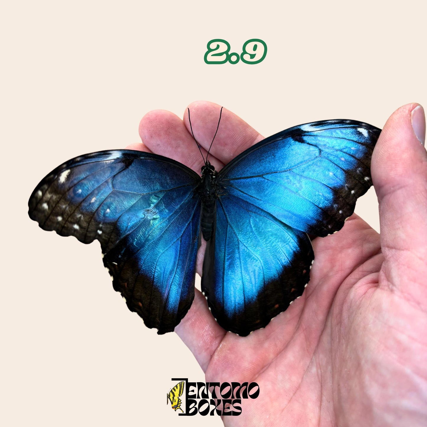 DEFECTED blue morpho papered dry tropical butterfly from South America insect for preparation