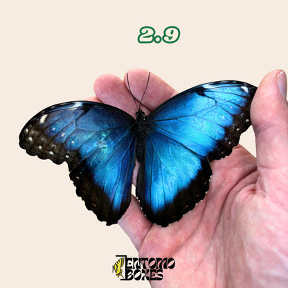 DEFECTED blue morpho papered dry tropical butterfly from South America insect for preparation