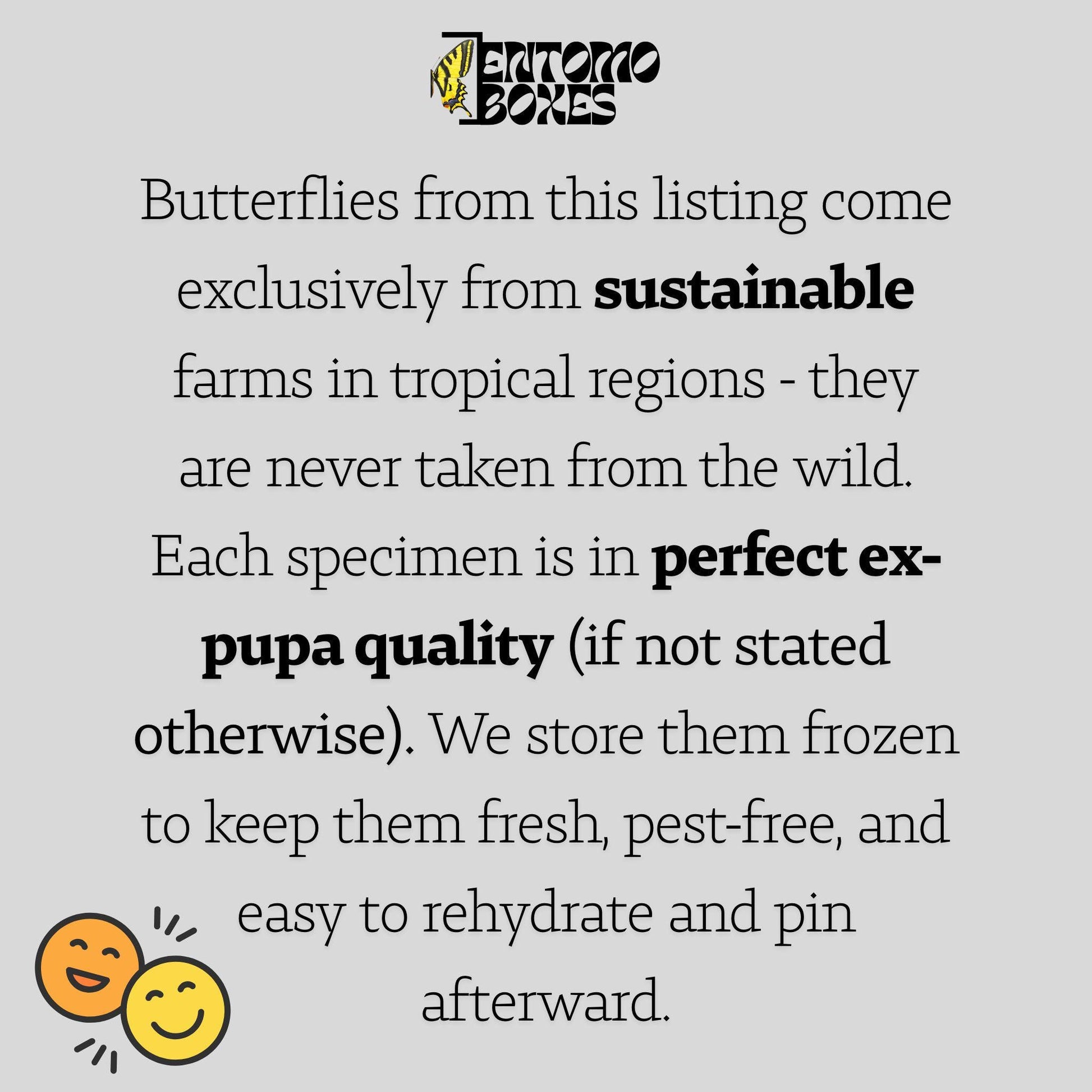 DEFECTED blue morpho papered dry tropical butterfly from South America insect for preparation