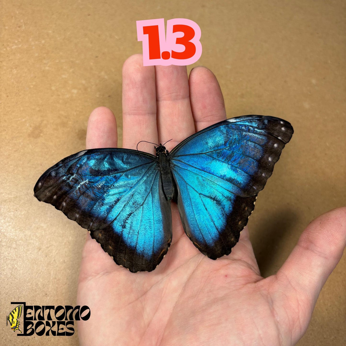 DEFECTED blue morpho papered dry tropical butterfly from South America insect for preparation