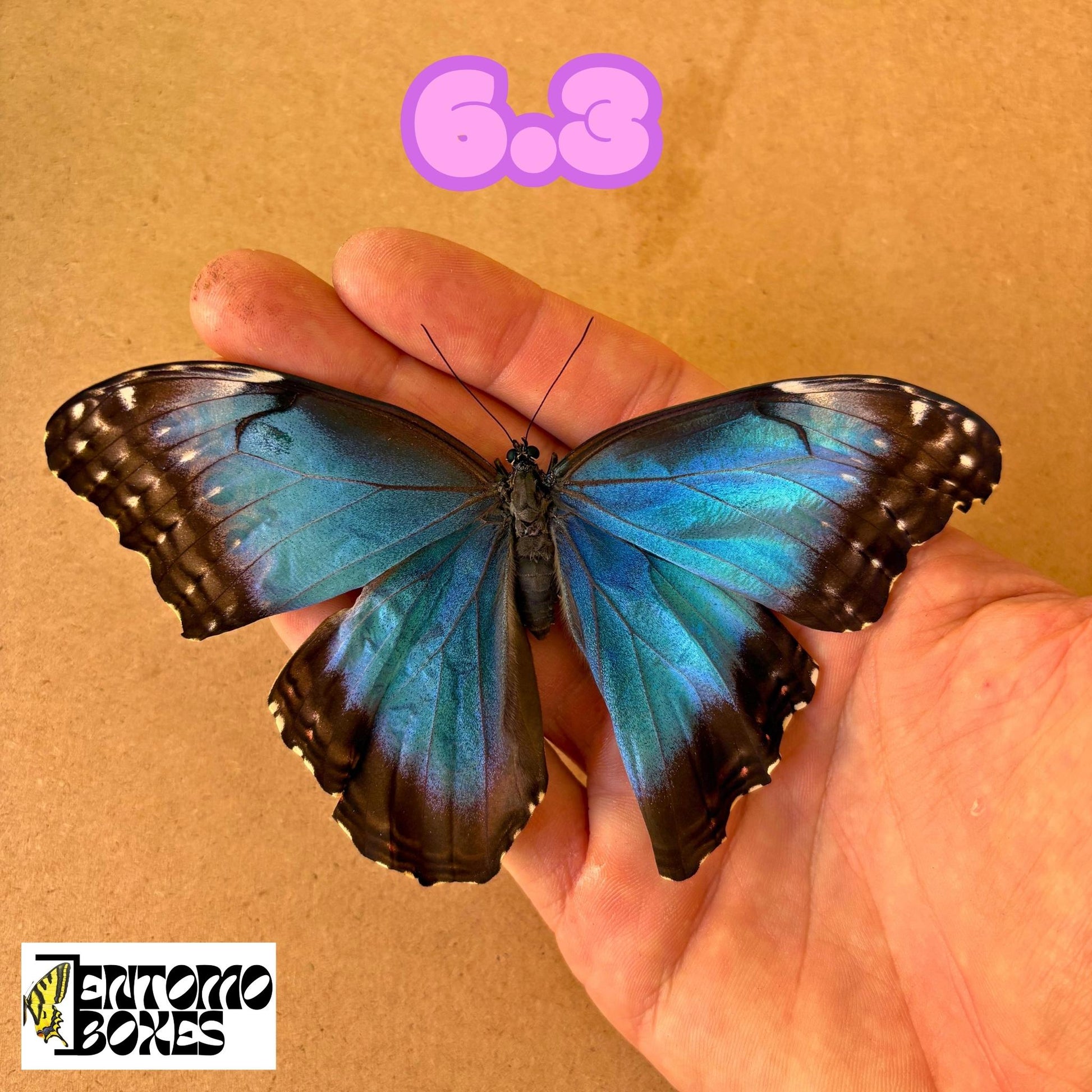 DEFECTED blue morpho papered dry tropical butterfly from South America insect for preparation